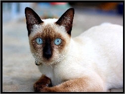 Oczy, Syjamski, Kot, Piękny, Niebieskie